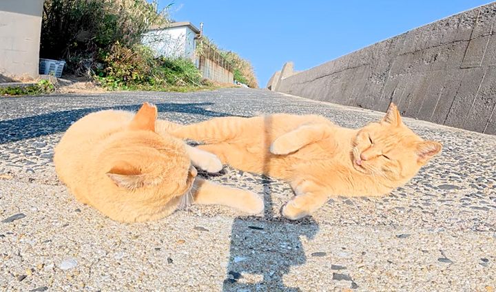 ママ猫に叱られた茶トラ猫