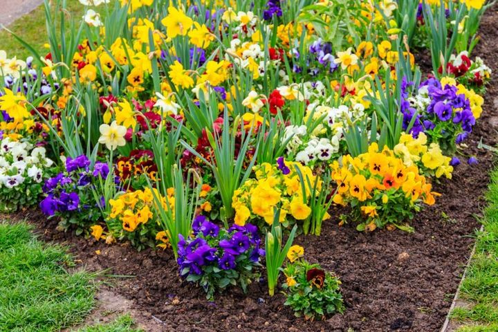 花壇で楽しむパンジーとスイセン