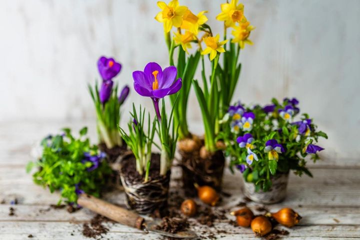 植えっぱなしで楽しむ春の小球根［8選］パンジー＆ビオラと相性ぴったり！【ガーデニング】