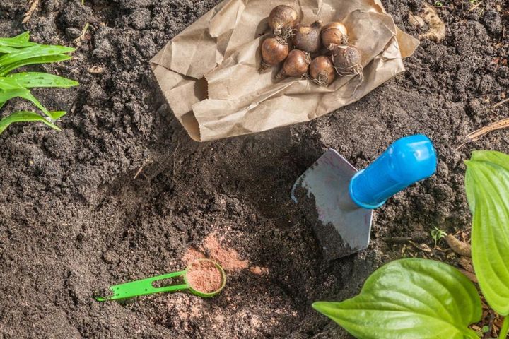植え穴に緩効性化成肥料を施す
