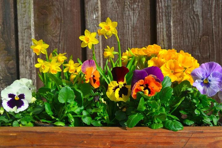 パンジーとスイセン’ティタティタ‘の寄せ植え