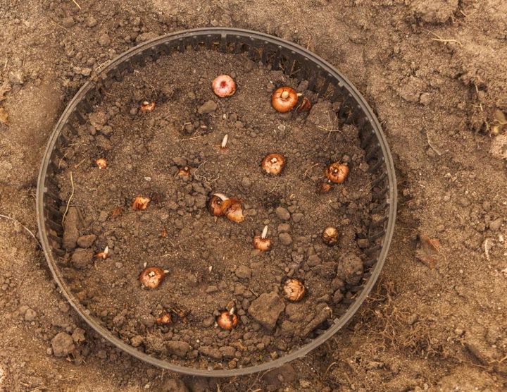 クロッカスの球根をかごに入れて植える
