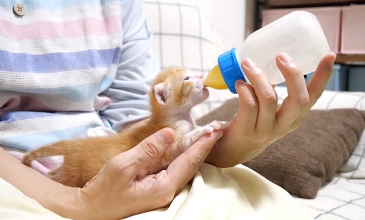 ミルクを飲む子猫