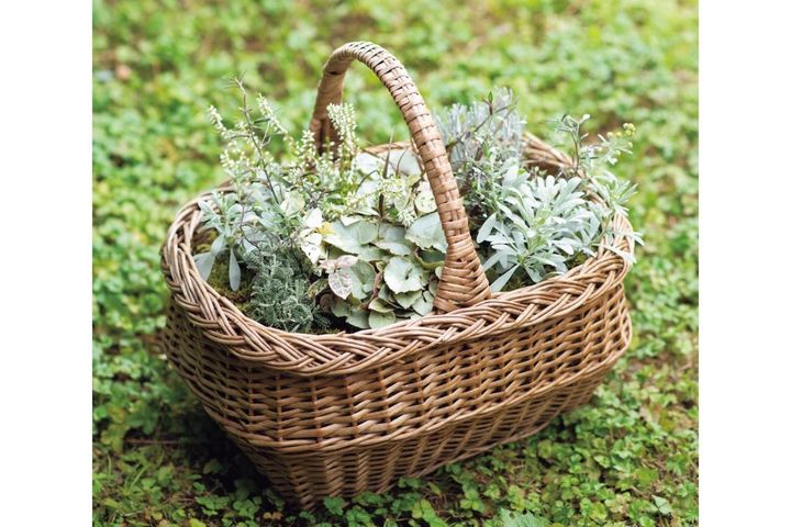 カラーリーフがおしゃれな【晩秋の寄せ植え】森をイメージした落ち着きのある一鉢