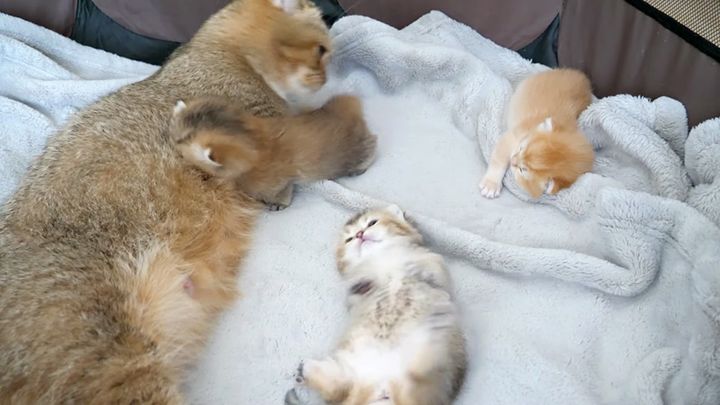 母猫と一緒に過ごす子猫達