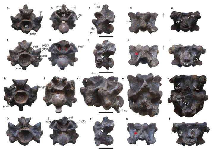 発見された古代ヘビの椎骨