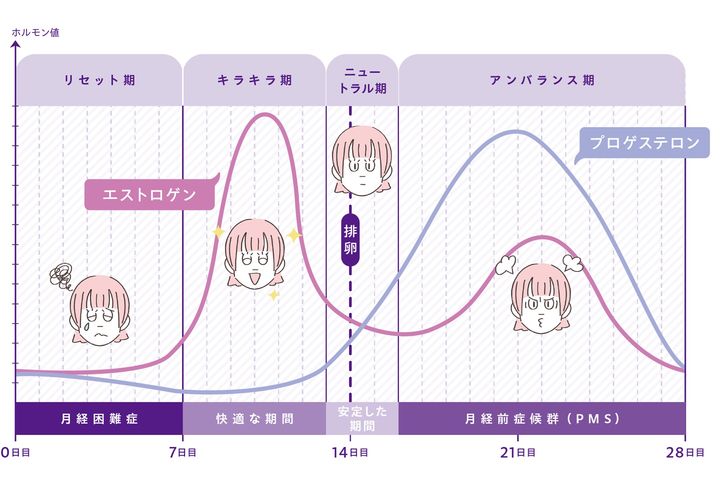 月経周期は4つに分かれ、それぞれ体調や気分に違いがある。