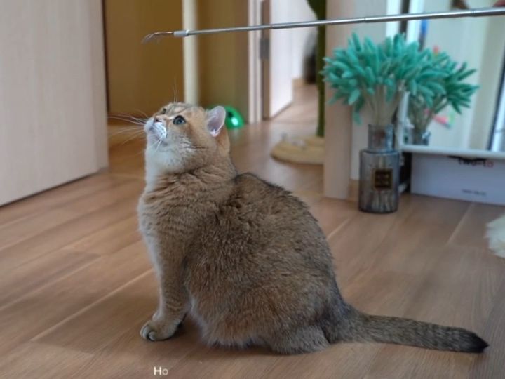 「孫の手」が気になる？