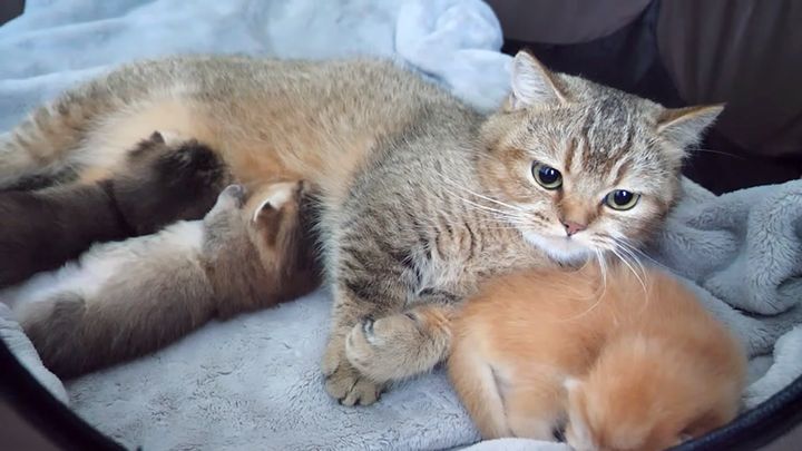 子猫達にミルクを飲ませる母猫