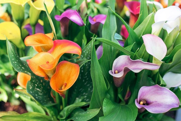 11月26日の花とは？【366日の誕生花と幸せの花言葉】