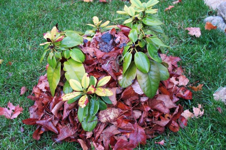シャクナゲの若木を落ち葉でマルチング