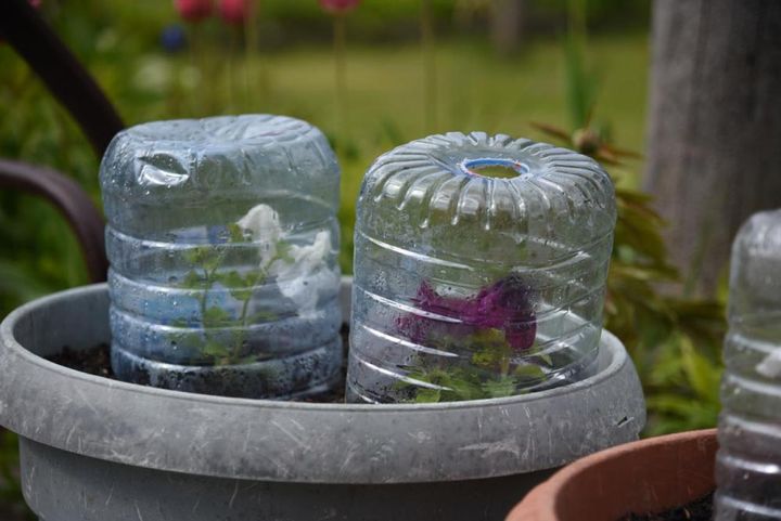 ペットボトルを利用した霜よけ