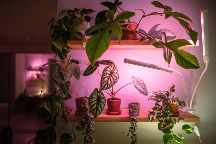 観葉植物に当てるLED照明