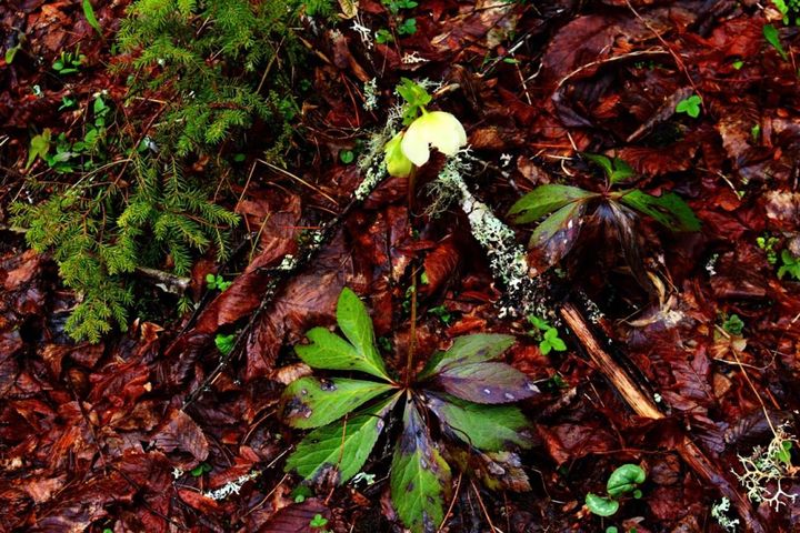 クリスマスローズの葉は古くなると倒れていく