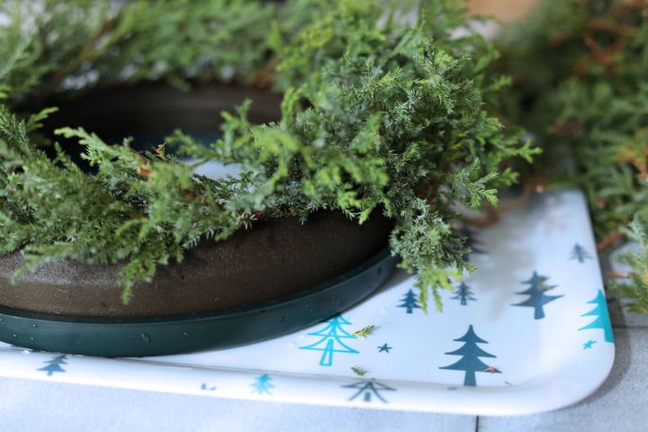 ヒムロスギをオアシスリングに挿す