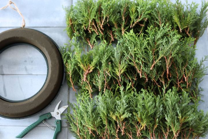 ヒムロスギをカット