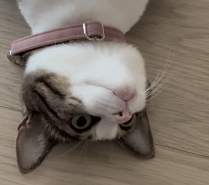 猫や犬が仰向けになり、お腹を上にして寝たり、くつろいだりする様子を「へそ天」と言いますが、みなさんのお宅の子たちはしていますか？