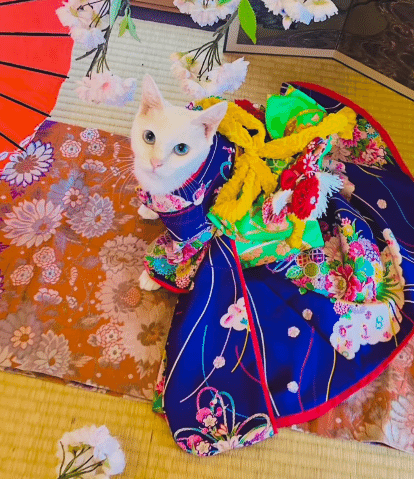 モデルとして活躍するブルーアイがとってもきれいなシエルちゃん。