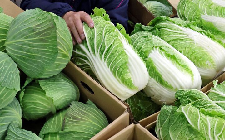 栄養満点の白菜