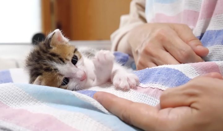 膝の上で甘える子猫