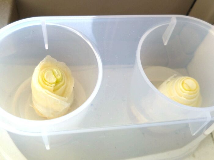 「長ネギの根っこ」を水に浸けて育ててみた→10日後の姿は…検証した結果！