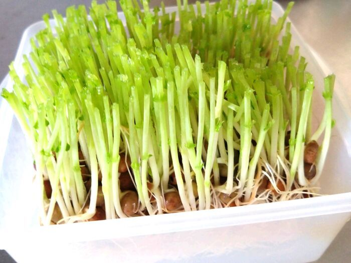 「長ネギの根っこ」を水に浸けて育ててみた→10日後の姿は…検証した結果！