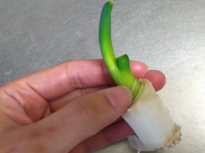 「長ネギの根っこ」を水に浸けて育ててみた→10日後の姿は…検証した結果！