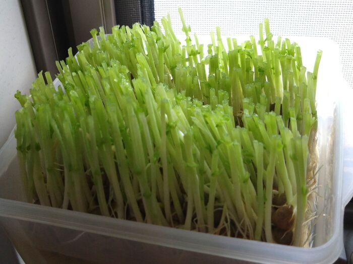 「長ネギの根っこ」を水に浸けて育ててみた→10日後の姿は…検証した結果！