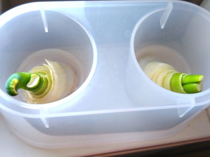 「長ネギの根っこ」を水に浸けて育ててみた→10日後の姿は…検証した結果！