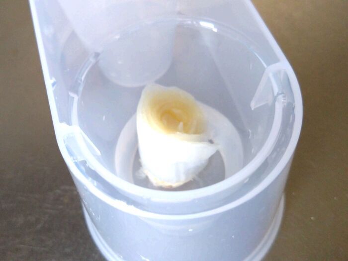 「長ネギの根っこ」を水に浸けて育ててみた→10日後の姿は…検証した結果！