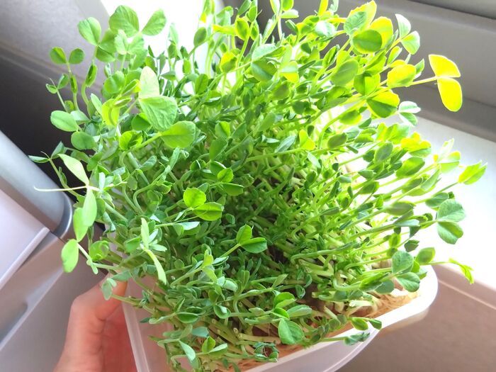 「長ネギの根っこ」を水に浸けて育ててみた→10日後の姿は…検証した結果！