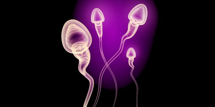 精子の進化的起源は多細胞動物よりも4億年も古かった