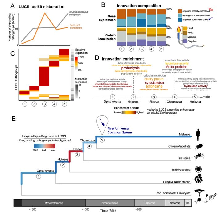 精子の“古代エンジン”は単細胞生物時代のものだった