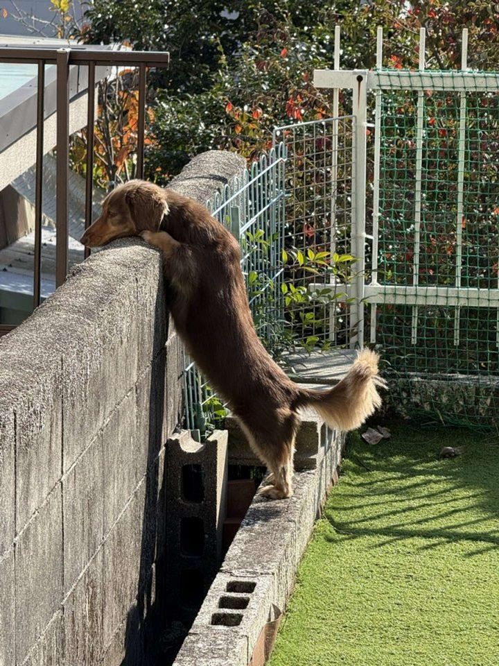 画像提供：ちゃんみん＠kina_komugiさん、再掲