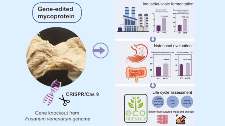 遺伝子編集で生まれた“菌のお肉”
