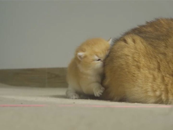 かまってほしくて顔をスリスリ…