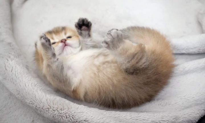 手足をバタバタさせる子猫