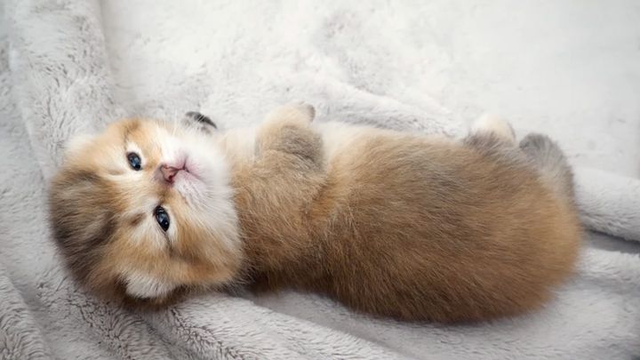 目が覚めた子猫