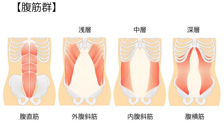腹筋群（腹直筋・外腹斜筋・内腹斜筋・腹横筋）