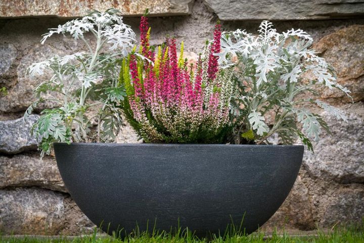 シロタエギクとエリカ