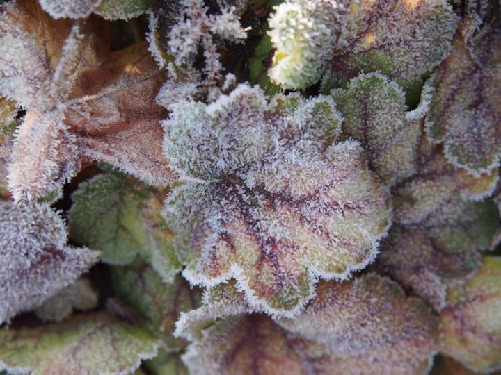 霜がおりても美しい