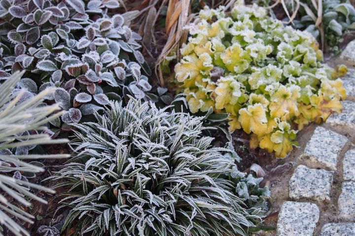 冬の庭が寂しくならない！常緑性のリーフプランツ［8選］【ガーデニング】