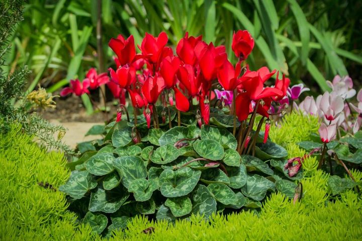 サギナ（アイリッシュモス）とガーデンシクラメン