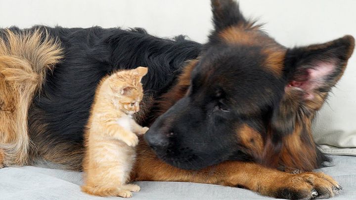 子猫に襲われるジャーマンシェパード