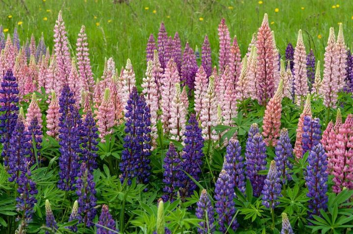 11月27日の花とは？【366日の誕生花と幸せの花言葉】