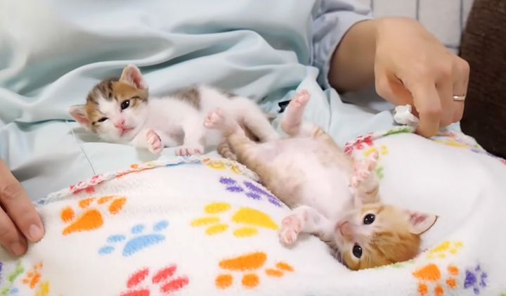 膝から転がり落ちそうになる子猫