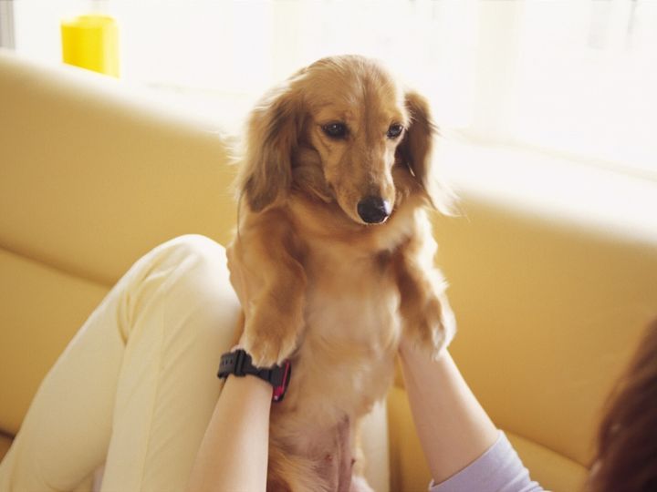 【児童精神科医が解説】犬との暮らしは、自閉スペクトラム症（ASD）の子どもの情緒安定、言語・社会性の発達によい影響をもたらすようです。家族のストレス軽減にも役立つ可能性が報告されました。科学的根拠と注意点を分かりやすく解説します。