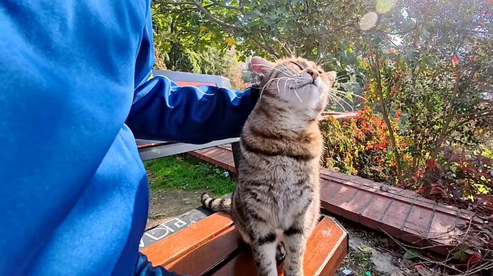ベンチに座って撫でられる猫