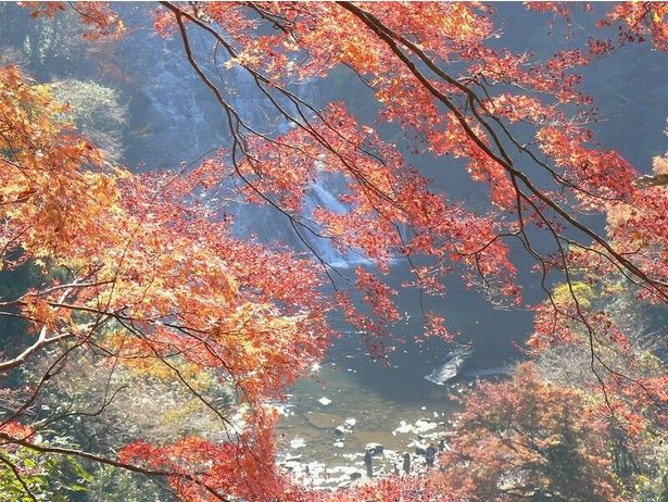 渓谷を紅葉が鮮やかに彩る/養老渓谷の紅葉 画像提供：大多喜町観光協会