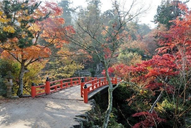 約700本の紅葉が園内一面を赤く彩る/宮島・紅葉谷公園の紅葉 画像提供：廿日市市